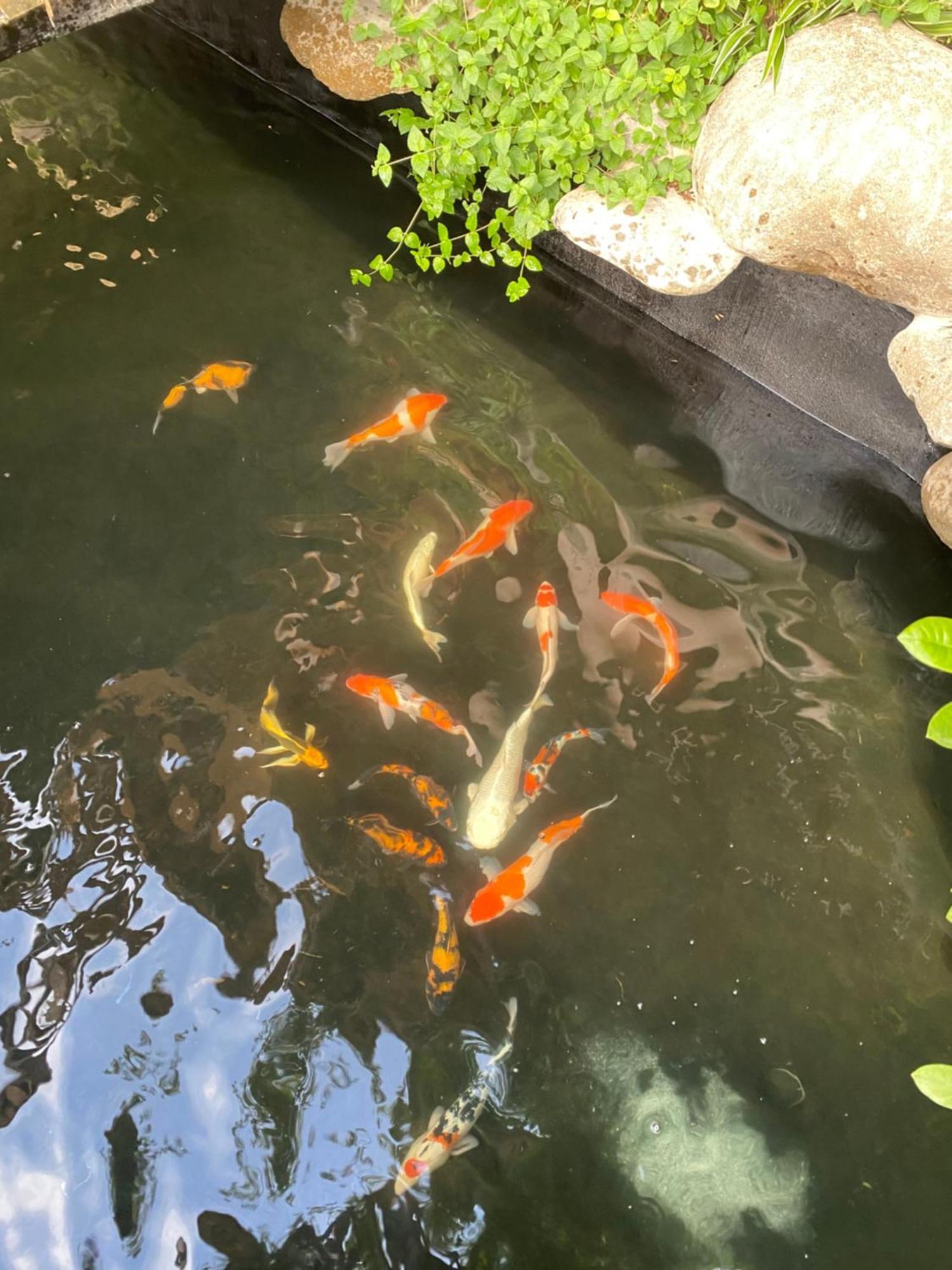 Lemon Tree Homestay Tam Coc Ninh Binh Esterno foto
